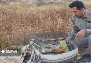 کشف و ضبط ۱۱ قطعه پرنده سهره طلایی در مسجدسلیمان