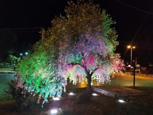 تلاش شهرداری مسجدسلیمان در زیبا سازی فضای پارک ها و میادین شهر + تصاویر